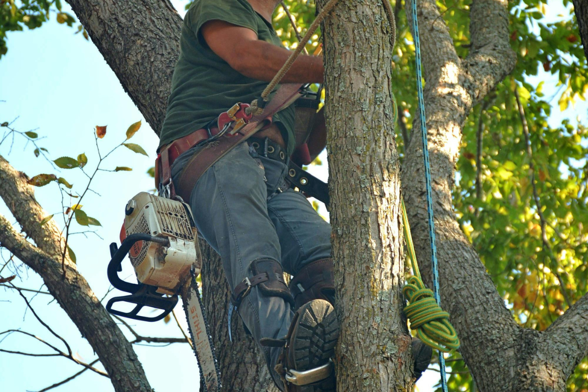 tree-service-pike-county-ms-recognize-storm-damaged-trees-prevent-property-hazards